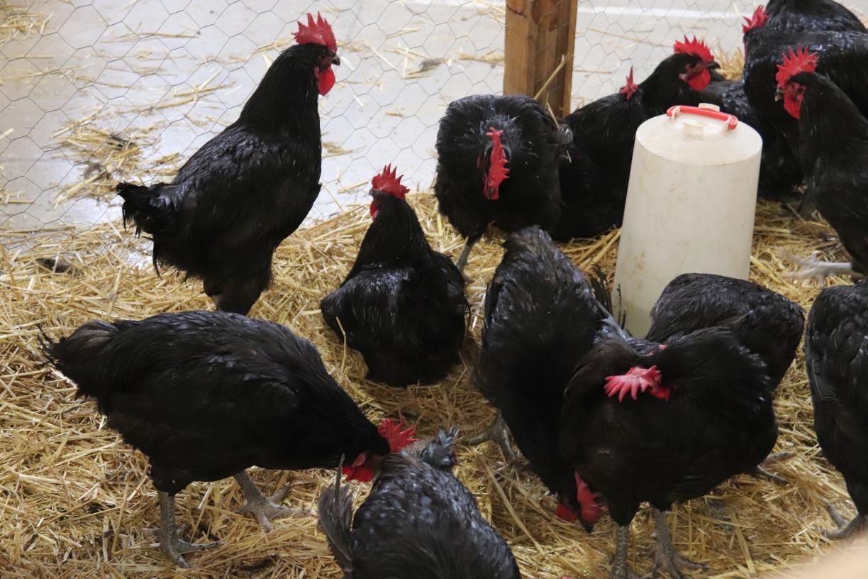 La Fira del Gall de Vilafranca confia en un permís especial per mostrar exemplars vius tot i la grip aviar