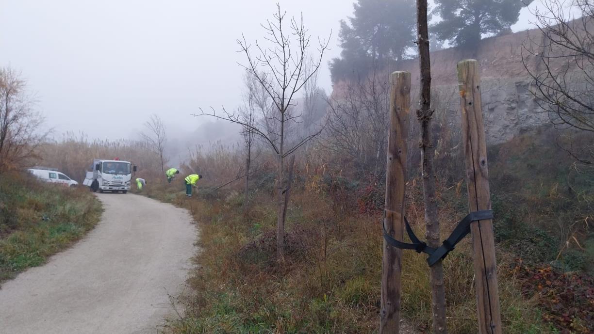 La Mancomunitat de la Conca d’Òdena replantarà arbres a la riera d’Òdena per millorar la biodiversitat. Mancomunitat