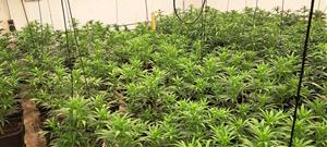 La Policia Local de Cubelles intervé 356 plantes de marihuana i deté dues persones. Ajuntament de Cubelles