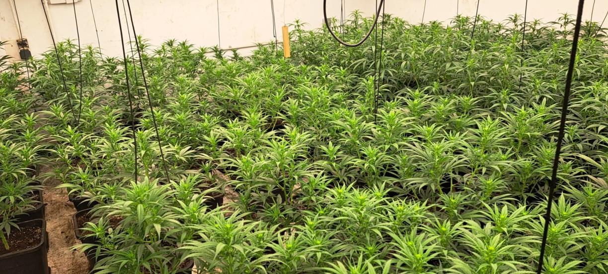 La Policia Local de Cubelles intervé 356 plantes de marihuana i deté dues persones. Ajuntament de Cubelles