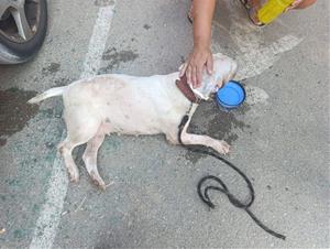 La Policia Local de Vilanova rescata un gos tancat en un cotxe sota una calor extrema. Policia local de Vilanova