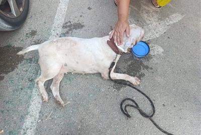 La Policia Local de Vilanova rescata un gos tancat en un cotxe sota una calor extrema. Policia local de Vilanova