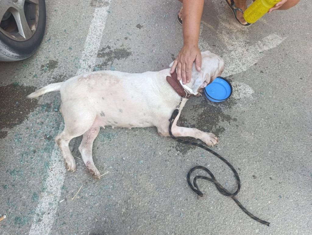 La Policia Local de Vilanova rescata un gos tancat en un cotxe sota una calor extrema. Policia local de Vilanova