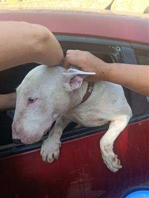 La Policia Local de Vilanova rescata un gos tancat en un cotxe sota una calor extrema