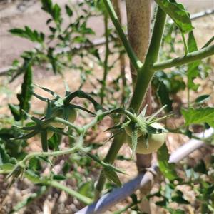 La recuperació agrícola agafa força a l’Alt Penedès amb més de 100 varietats tradicionals registrades. CC Alt Penedès