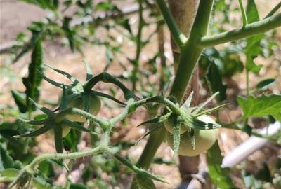 La recuperació agrícola agafa força a l’Alt Penedès amb més de 100 varietats tradicionals registrades. CC Alt Penedès