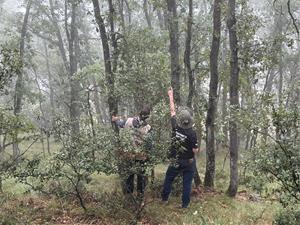 La salut dels boscos catalans està empitjorant i encara evidencien els efectes de la sequera. ACN