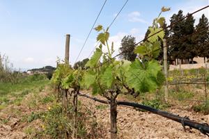 La vinya ecològica triplica la seva superfície respecte a una dècada enrere. ACN