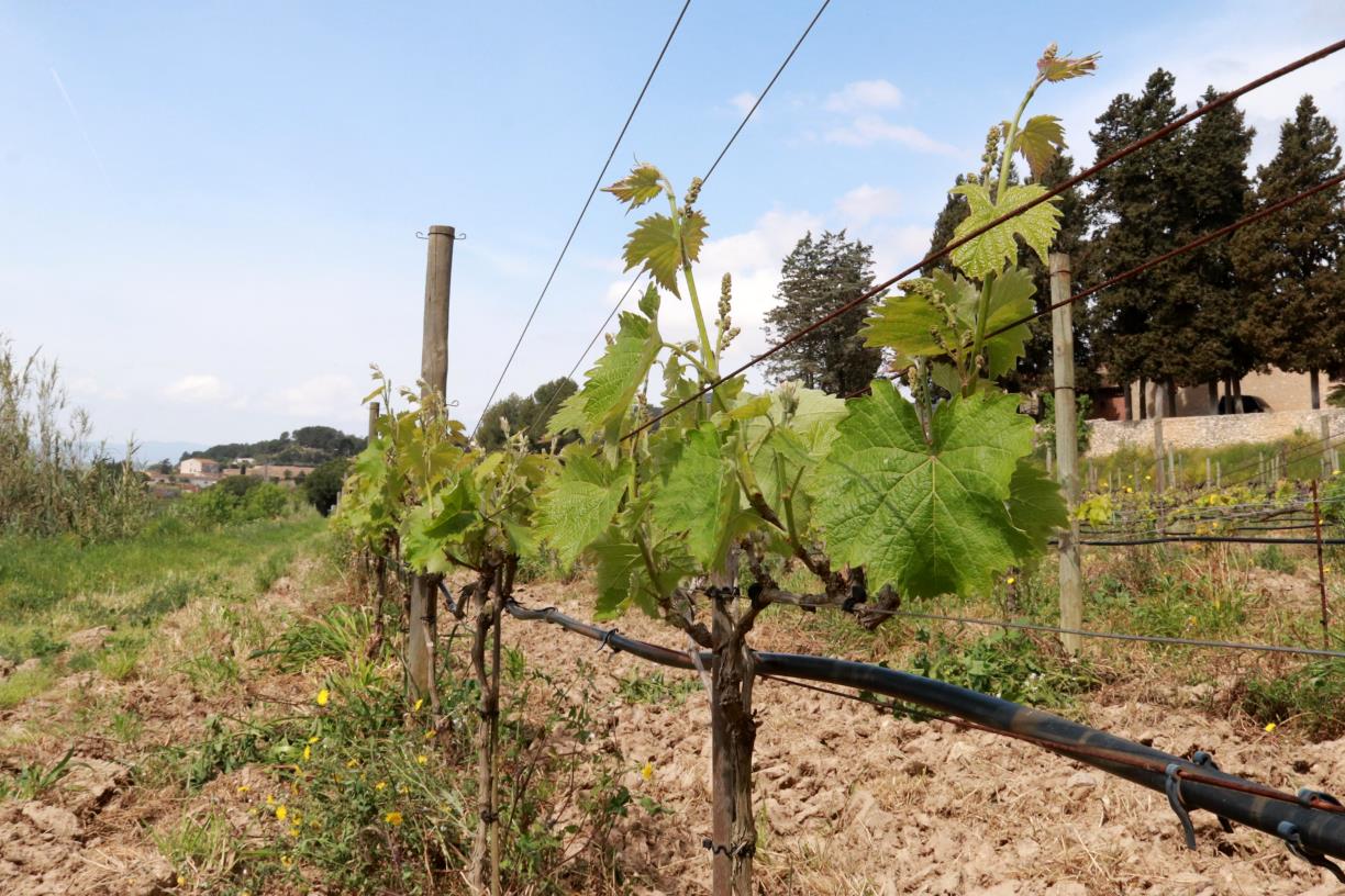 La vinya ecològica triplica la seva superfície respecte a una dècada enrere. ACN