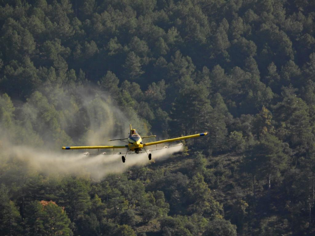 L'eficàcia dels tractaments aeris per al control de la processionària del pi contribueix a reduir la plaga. Generalitat de Catalunya