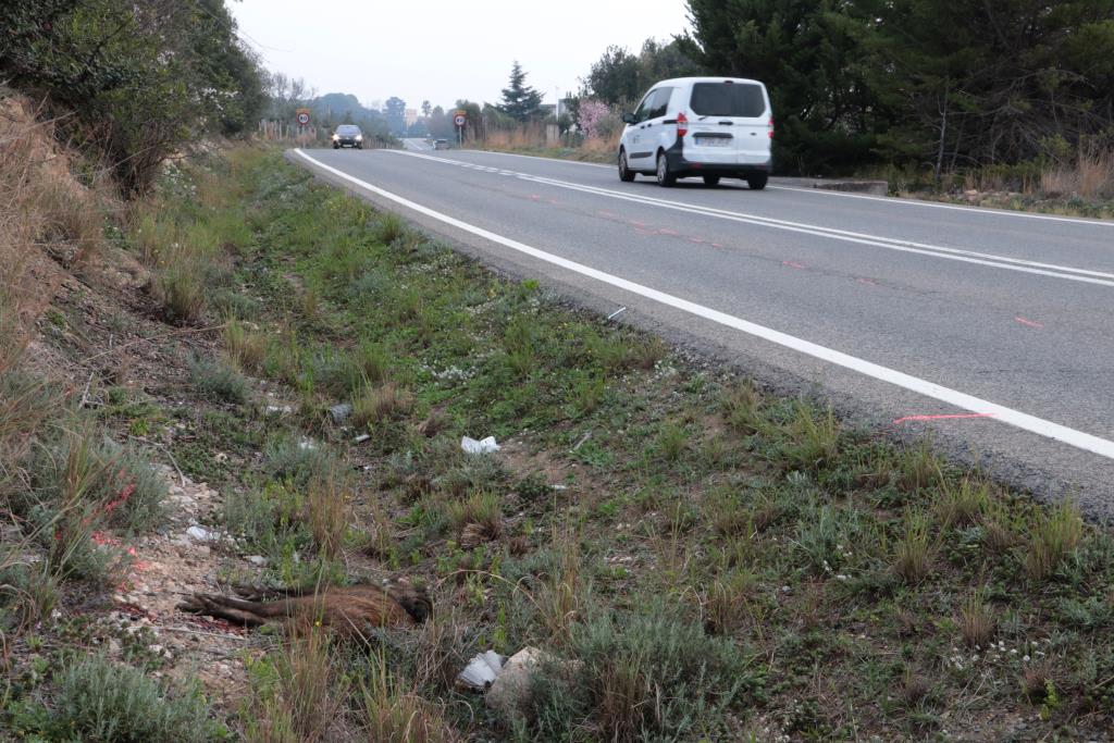 Les carreteres catalanes registren 15 accidents de trànsit al dia per xoc amb animals, un 50% més que fa 5 anys. ACN