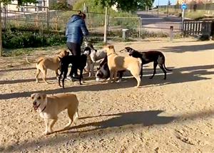 L’espai per a gossos de la Barceloneta . Eix