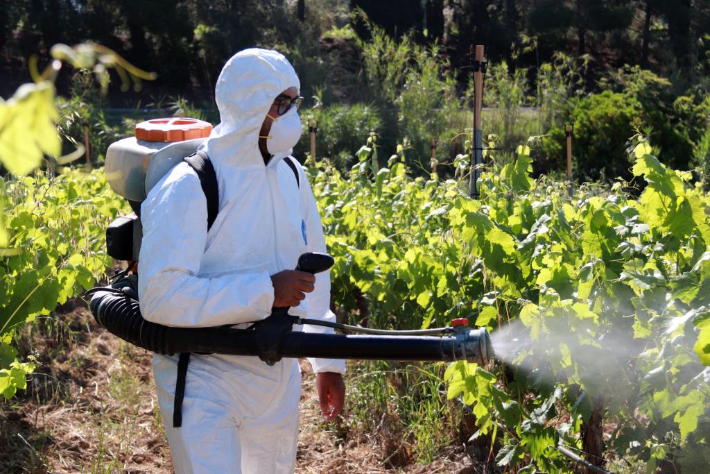 L'INCAVI desplega un tractament experimental al Penedès per reduir l'aplicació de coure a les vinyes. ACN