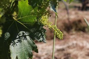 L'INCAVI desplega un tractament experimental al Penedès per reduir l'aplicació de coure a les vinyes