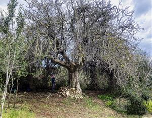 L’Ortoll, el primer espai natural urbà de Catalunya conservat per la ciutadania?. Jaume Marsé Ferrer