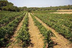 Neix l’Espai Agrari de la Plana del Garraf per blindar el futur del primer sector. Diputació de Barcelona
