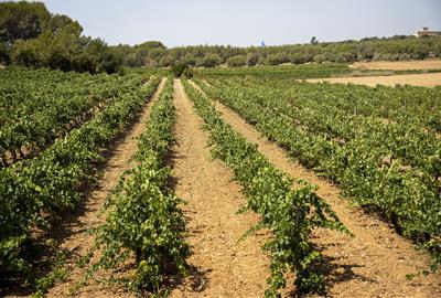 Neix l’Espai Agrari de la Plana del Garraf per blindar el futur del primer sector. Diputació de Barcelona