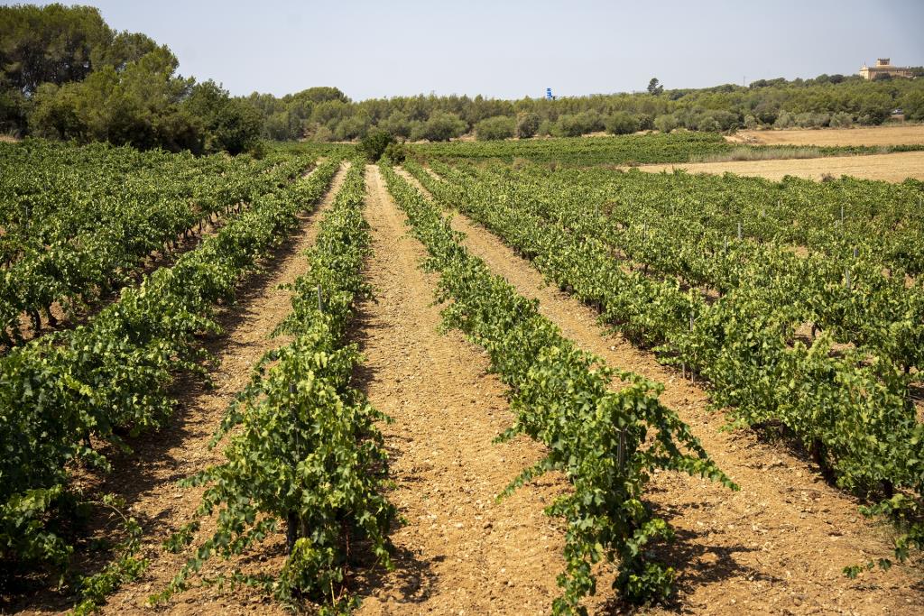 Neix l’Espai Agrari de la Plana del Garraf per blindar el futur del primer sector. Diputació de Barcelona