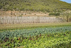 Neix l’Espai Agrari de la Plana del Garraf per blindar el futur del primer sector