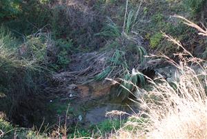 Preocupació entre els veïns de Vilanoveta per la brutícia i la vegetació acumulada a la riera