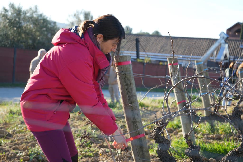 Projecte MANSO: innovació i sostenibilitat en la viticultura per combatre la sequera. EIX
