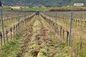 Projecte MANSO: innovació i sostenibilitat en la viticultura per combatre la sequera