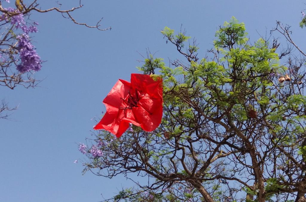 Què redimonis fa un paraigua penjat a les branques d’un arbre. Eix