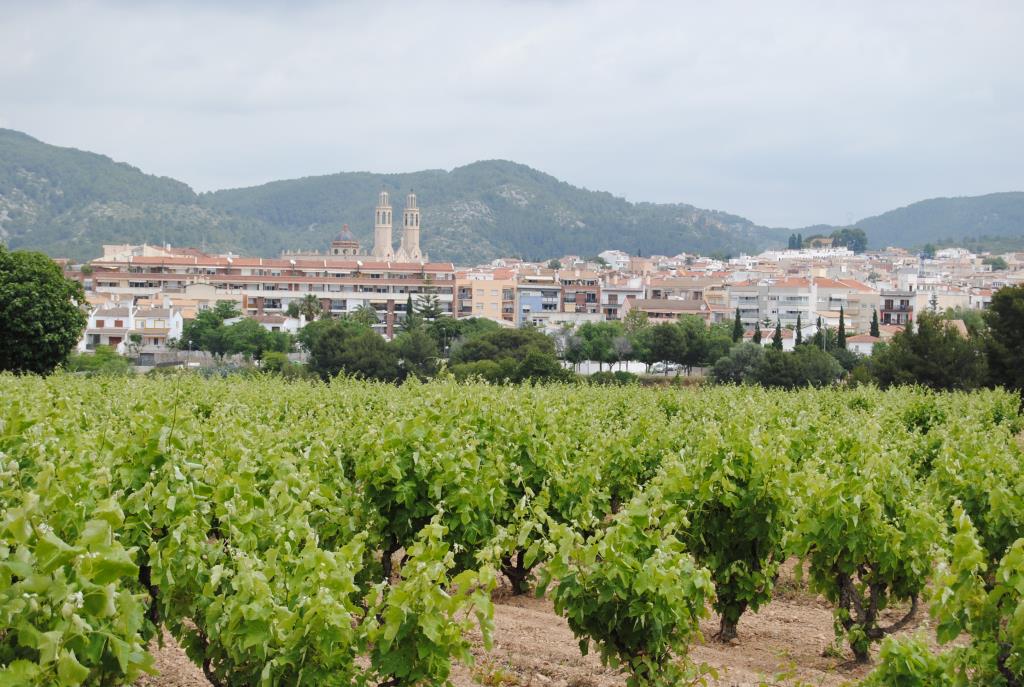 Les vinyes, les torres de l’església i el Parc del Garraf. Ajt Sant Pere de Ribes