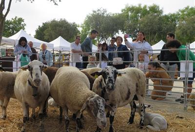 Santa Margarida i els Monjos celebra la desena edició de la Fira de la Transhumància. EIX