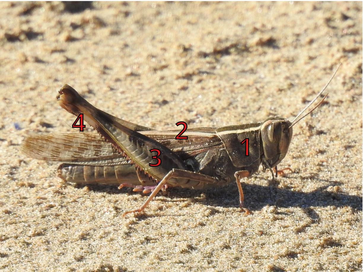 Segon cens de llagost de litoral a la Platja de Ribes Roges. La Foixarda