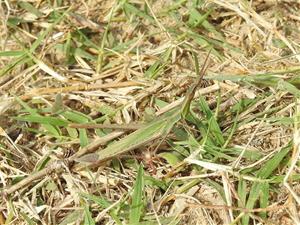 Segon cens de llagost de litoral a la Platja de Ribes Roges