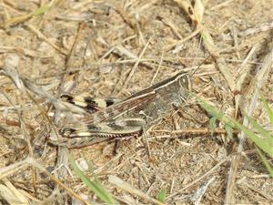 Segon cens de llagost de litoral a la Platja de Ribes Roges
