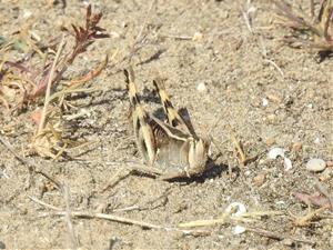 Segon cens de llagost de litoral a la Platja de Ribes Roges