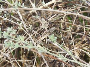 Segon cens de llagost de litoral a la Platja de Ribes Roges