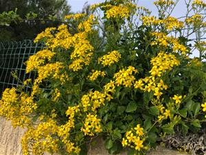 Senecio angulatus. EIX