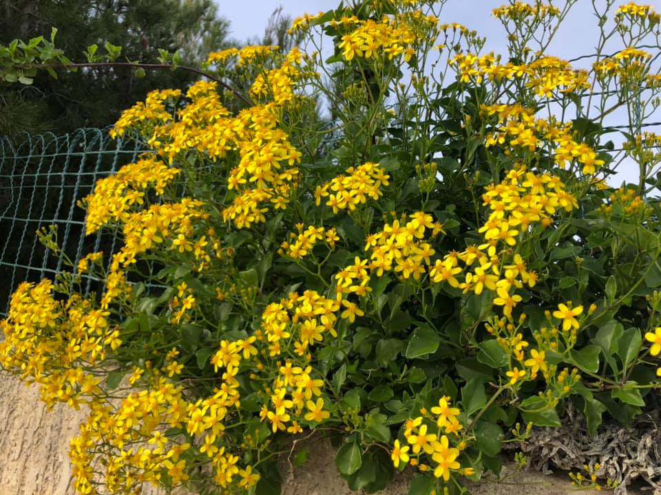 Senecio angulatus. EIX