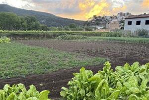 S’inicia la segona fase del projecte per recuperar varietats agrícoles tradicionals a l’Alt Penedès. CC Alt Penedès