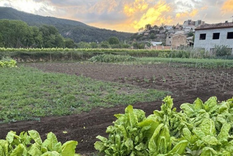 S’inicia la segona fase del projecte per recuperar varietats agrícoles tradicionals a l’Alt Penedès. CC Alt Penedès
