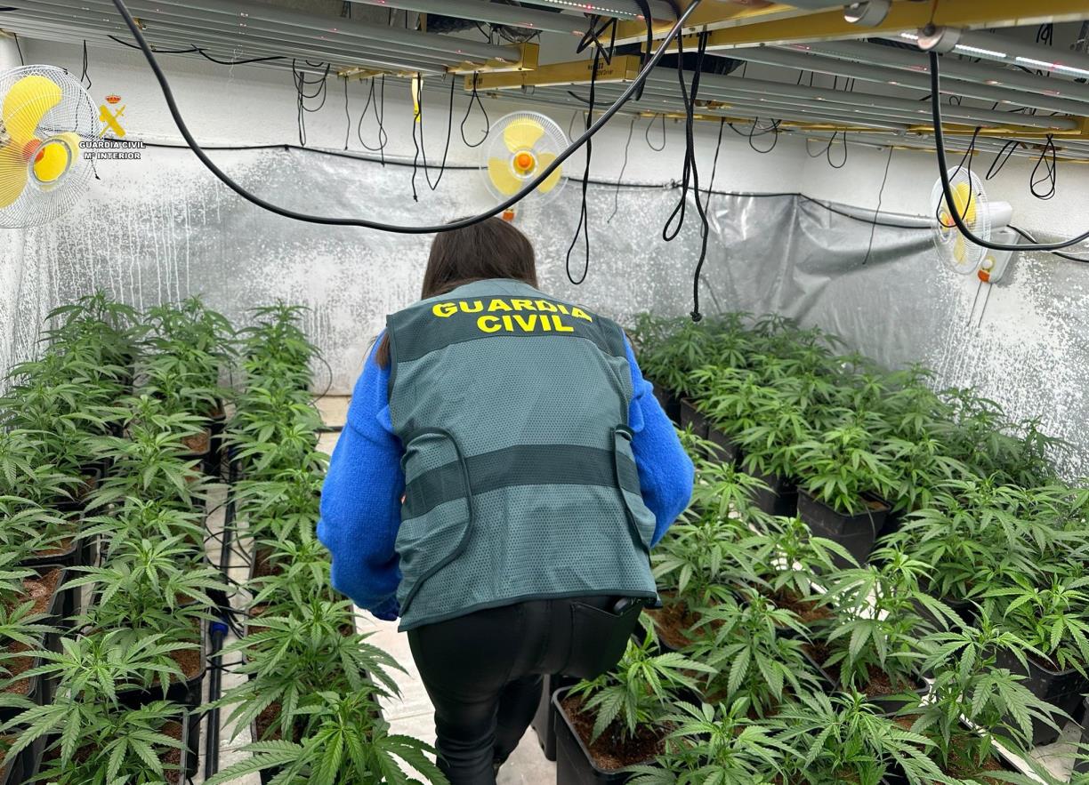 Sis detinguts en el desmantellament de dues plantacions de marihuana al Vendrell, Vespella de Gaià i Salomó. ACN