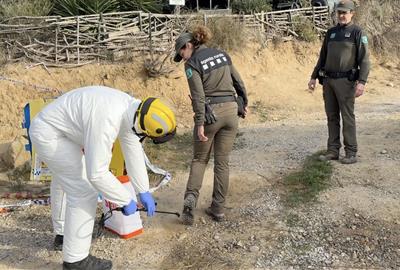 Tasques de desinfecció de soles de sabates a la sortida d'un camí on treballen els Agents Rurals per controlar la PPA. ACN / Gemma Sánchez