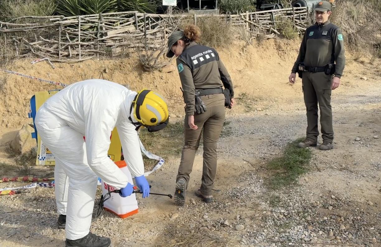 Tasques de desinfecció de soles de sabates a la sortida d’un camí on treballen els Agents Rurals per controlar la PPA. ACN / Gemma Sánchez