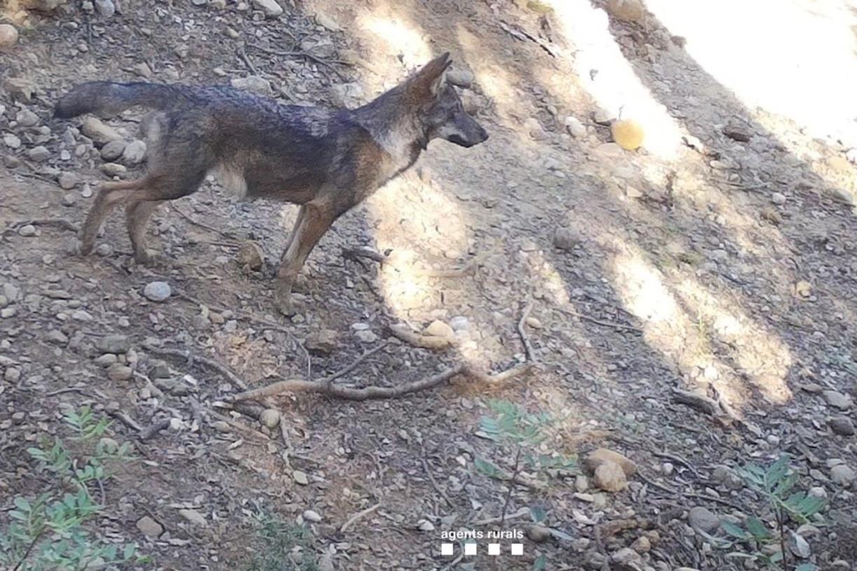 Un cadell de llop. Cedida a l'ACN pels Agents Rurals