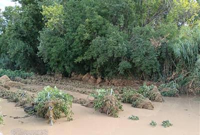 Un camp de vinyes de l'Alt Penedès inundat per la tempesta del dissabte 12 de juliol. Unió de Pagesos