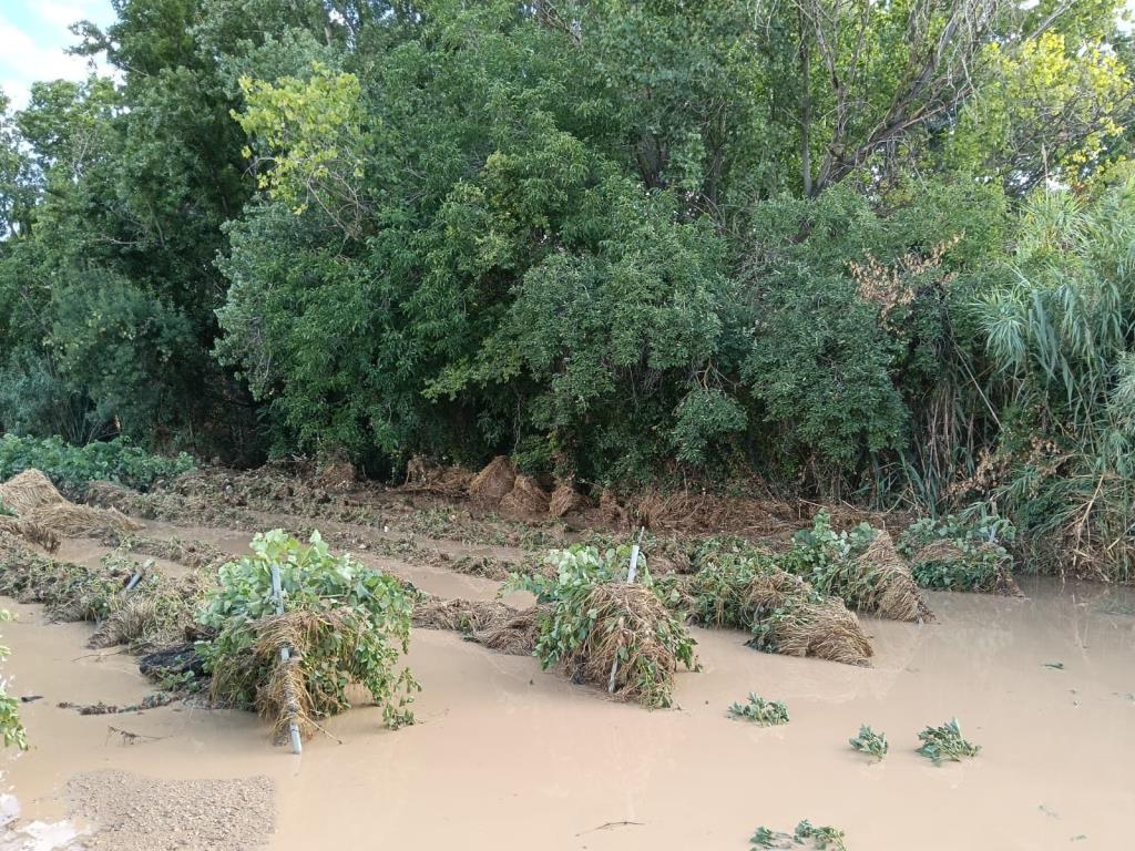 Un camp de vinyes de l'Alt Penedès inundat per la tempesta del dissabte 12 de juliol. Unió de Pagesos