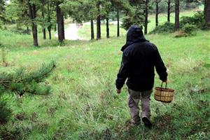 Un dels primers boletaires de la temporada a Capolat, al Berguedà. ACN / Nia Escolà