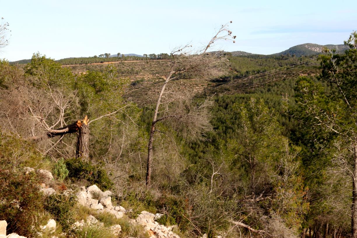 Un estudi avisa que les sequeres llargues posen en perill l'emmagatzematge de carboni de pastures i matollars. ACN