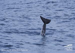 Un estudi revela la fidelitat de zona dels caps d’olla grisos als canyons submarins del Garraf