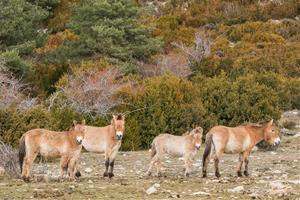 Una recerca de la UAB i la UdL conclou que els cavalls poden tenir un paper clau en la prevenció d'incendis forestals. ACN