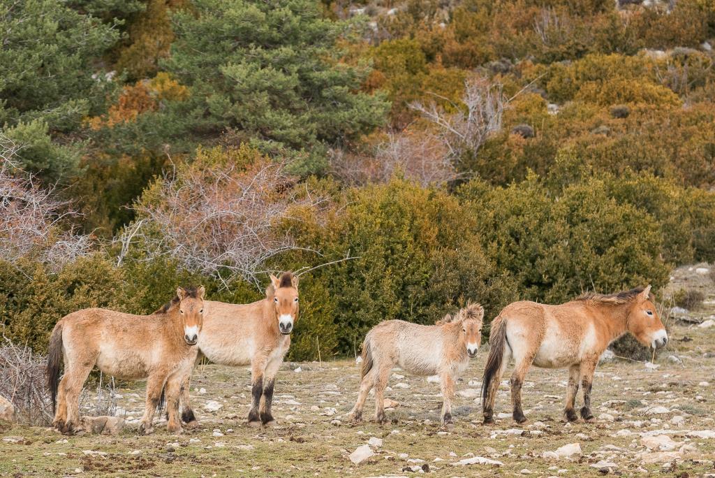 Una recerca de la UAB i la UdL conclou que els cavalls poden tenir un paper clau en la prevenció d'incendis forestals. ACN