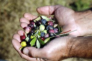 Unió de Pagesos alerta d'una campanya de l'oli 